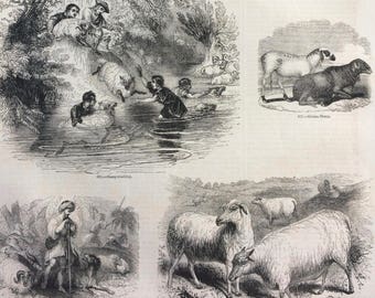 1856 Large Original Antique Engraving - Farming, Agriculture, Merino Sheep, Guinea Sheep, Sheep-Washing, Long-wooled Sheep, Shepherd