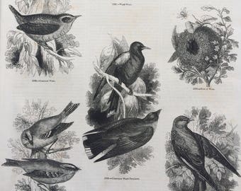 1856 Large Original Antique Bird Engraving - Wood-Swallow, Wood-Wren, Common Wren, Gold Crest - Ornithology - Wall Decor