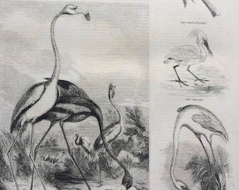 1856 Large Original Antique Bird Engraving - Flamingo - Spoonbill - Anatomy - Flamingo Skull - Ornithology - Wall Decor