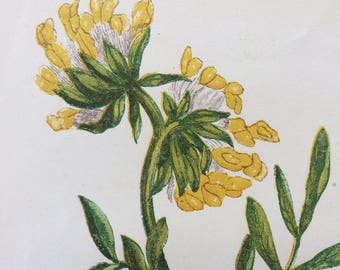 1852 Original Antique Hand-Coloured Anne Pratt Botanical Illustration - Common Kidney Vetch - Wild Flower - Botany - Garden - Decorative Art