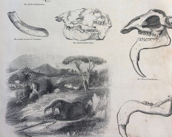 1856 Large Original Antique Engraving - Deinotherium, Dinosaurs, Prehistoric Wildlife, Elephant, Jawbone, Osteology - Wildlife Wall Decor