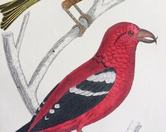 1852 Original Antique Hand-Coloured Engraving - American Crossbill & White-winged Crossbill  - Ornithology - Bird Art - Decorative Print