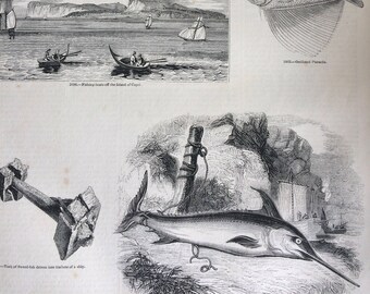 1856 Large Original Antique Fish Engraving - Mackerel, Dorado, Coryphaena, Pteraclis, Sword-Fish, Capri  - Marine Wall Decor - Fishing