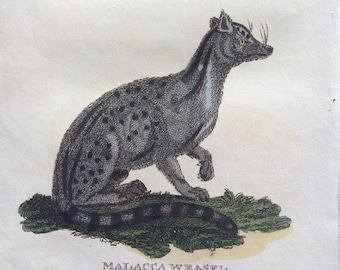 1811 Original Antique Hand-Coloured Engraving - Weasel and Malacca Weasel - Wildlife - Wall Decor - Zoology - Decorative Art