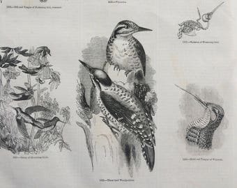 1856 Large Original Antique Bird Engraving - Wryneck, Hummingbird Skeleton, Three-Toed Woodpecker - Ornithology - Wall Decor