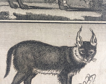 1775 Original Antique Copper Engraving - Lynx and Caracal - Count de Buffon - Wall Decor - Zoology - Decorative Art - Natural History