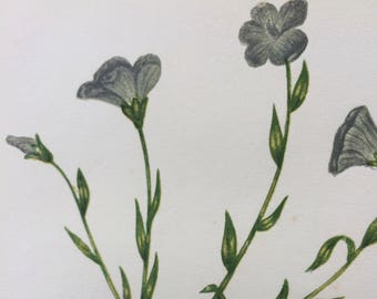 1852 Original Antique Hand-Coloured Anne Pratt Botanical Illustration - Narrow-Leaved Pale Flax - Wild Flower - Botany - Decorative Art