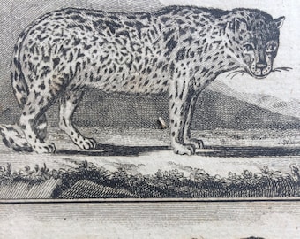 1775 Original Antique Copper Engraving - The Leopard and Ounce - Count de Buffon - Wall Decor - Zoology - Decorative Art - Framed