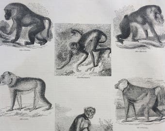 1856 Large Original Antique Engraving - Monkey Species, Primates, Mandrill, Spider, Chacma Baboon - Wildlife Wall Decor