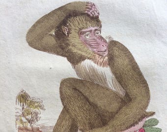 1811 Original Antique Hand-Coloured Engraving - Maimon - Wildlife - Wall Decor - Zoology - Decorative Art - Primate