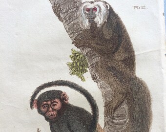 1811 Original Antique Hand-Coloured Engraving - Fox Tailed Monkey and Great Eared Monkey - Wildlife - Wall Decor - Zoology - Decorative Art