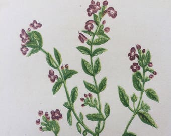 1852 Original Antique Hand-Coloured Anne Pratt Botanical Illustration - Basil Thyme - Wild Flower - Botany - Garden - Decorative Art