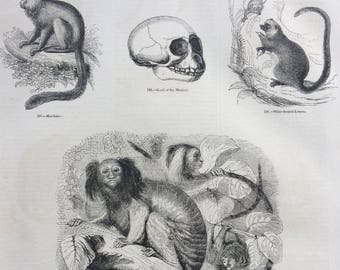 1856 Large Original Antique Engraving - Monkey Species, Primates, Marmoset, Lemur, Marikina, Teeth, Anatomy - Wildlife Wall Decor