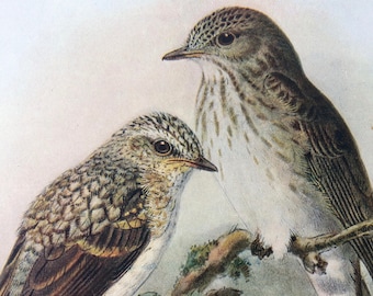 1907 Spotted Flycatcher Original Antique Lithograph - Ornithology - British Birds - Wildlife Decor - Decorative Print - Available Matted
