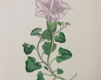 1866 Original Antique Botanical Hand-Coloured Engraving - Sea Bindweed - Mounted and Matted - Decorative Wall Art - Botany