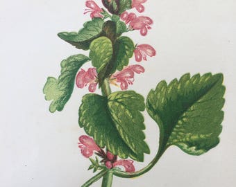 1852 Original Antique Hand-Coloured Anne Pratt Botanical Illustration - Red Dead Nettle - Wild Flower - Botany - Garden - Decorative Art