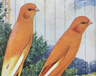 1911 Canary Original Antique Lithograph - Yorkshire Canaries - Ornithology - Bird Art - Wall Decor - Home Decor - Wall Art