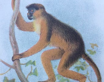 1896 Bay Guereza Original Antique Chromolithograph - Monkey - Zoology - Natural History - Wildlife Decor - Decorative Print