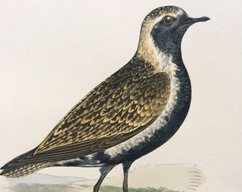 1903 Lesser Golden Plover Original Antique Matted Hand-Coloured Engraving - Ornithology - Available Framed - Wildlife - Decorative Art