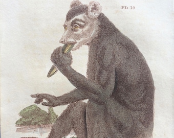 1811 Original Antique Hand-Coloured Engraving - Indri - Babakoto - Wildlife - Wall Decor - Zoology - Decorative Art - Natural History