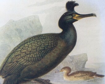 1907 Shag Original Antique Lithograph - Ornithology - British Birds - Decorative Print - Wildlife Decor - Available Matted