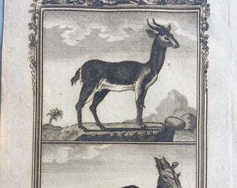 1775 Original Antique Copper Engraving - The Gazelle and the Elk - Count de Buffon - Wall Decor - Zoology - Decorative Art - Imbabala