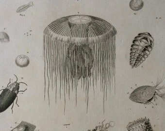 1819 Luminous Animals Original Antique Engraving - Available Mounted and Matted - Marine Wildlife - Ocean Decor - Aquatic Animals - Framed