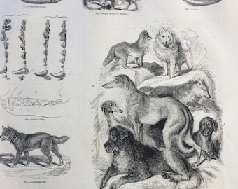 1856 Large Original Antique Engraving - Dog Anatomy - Osteology - Skulls of Spaniel, Matin, Mastiff, Shepherds Dog & Dingo, Teeth of Dogs