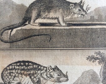 1775 Original Antique Copper Engraving - Cayopollin and Paca - Count de Buffon - Wildlife - Wall Decor - Zoology - Decorative Art - Framed