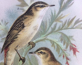 1896 Reed Warbler & Sedge Warbler Original Antique Chromolithograph - Ornithology - Mounted and Matted - Wall Decor - Available Framed