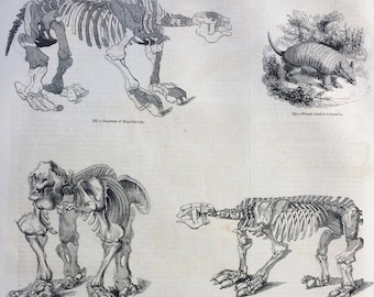 1856 Large Original Antique Engraving - Megatherium Skeleton, Weasel-headed Armadillo, Armadillo Species: Tatouay, Peba, Mataco