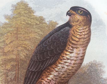 1880 Sparrow-Hawk Original Antique Matted Chromolithograph - Ornithology - Bird Decor - Wildlife - Decorative Art