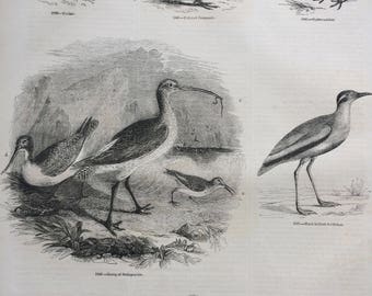 1856 Large Original Antique Bird Engraving - Curlew, Collared Pratincole, Oyster-Catcher, Scolopacidae, Whimbrel - Ornithology - Wall Decor