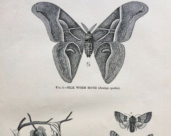 1880 Bombycidae - Seidenwurm Motte - Soziale Larven der Prozessionsfalter Original Antike Stahlgravur - Entomologie - Viktorianisches Dekor