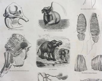 1856 Large Original Antique Engraving - Elephants: Browsing, African Elephant, Asiatic Elephant, teeth, Skull, Anatomy - Wildlife Wall Decor