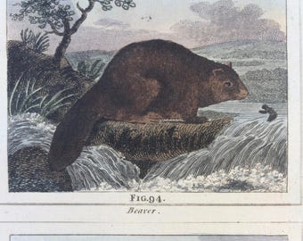 1807 Original Antique Hand-Coloured Engraving - Beaver and Racoon - Buffon - Zoology - Decorative Art - Natural History - Matted - Framed
