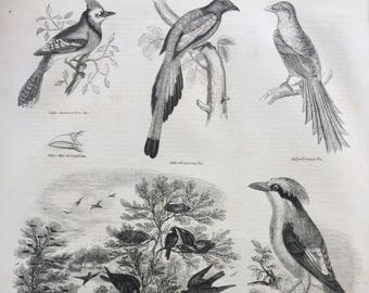 1856 Large Original Antique Bird Engraving - American Blue-Jay, Wandering Pie, A Rookery, Benteot, Philippine Crow- Ornithology - Wall Decor