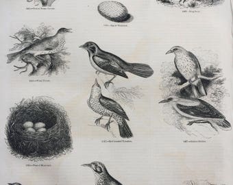 1856 Large Original Antique Bird Engraving - Hermit-Thrush, Golden Oriole Nest, Blackbird Nest and Egg, Tarush - Ornithology - Wall Decor