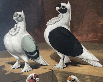 1876 Original Antique Matted Lithograph - Pigeon - Turbiteens - Ornithology - Antique Bird Art - Decorative Wall Art - Available Framed
