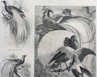 1856 Large Original Antique Bird Engraving - Magnificent Bird of Paradise, Golden & Emerald Birds of Paradise - Ornithology - Wall Decor