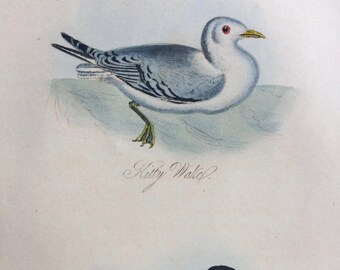 1841 Original Antique Hand-Coloured Engraving - Kittiwake & Common Tern - Robert Mudie - Ornithology - Bird Print - Decorative Wall Art
