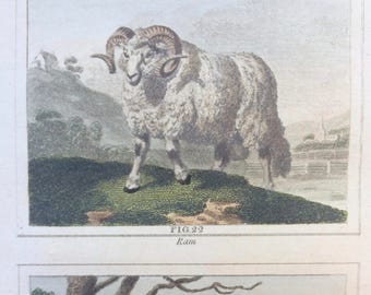 1807 Original Antique Hand-Coloured Engraving - Ram and Ewe - Sheep - Buffon - Zoology - Decorative Art - Natural History - Matted - Framed