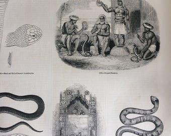 1856 Large Original Antique Snake Engraving - Rattlesnake, Acanthophis, Serpent Charmers, Snake Charmer - Herpetology - Wall Decor