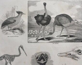 1856 Large Original Antique Bird Engraving - Apteryx, Ostrich, Duperrey's Megapode, Ostrich Skeleton - Ornithology - Wall Decor