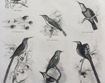 1856 Large Original Antique Bird Engraving - Hummingbird, Honeysucker, Sunbird, Promerops, Poe Bird, Epimachus - Ornithology - Wall Decor