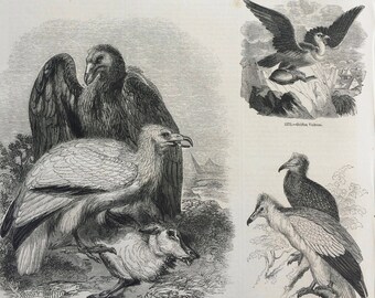 1856 Large Original Antique Bird Engraving - Griffon-Vulture - Egyptian Vulture - Turkey-Buzzard - Black Vulture - Ornithology - Wall Decor