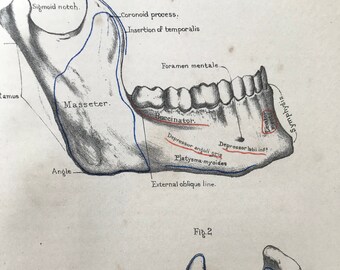 1882 Jaw Bones Original Antique Print - Skull - Medical Decor - Anatomy - Osteology - Bone