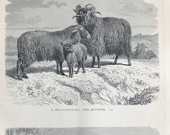 1897 Sheep Original Antique Lithograph - Mounted and Matted - Farm Animals - Vintage - Available Framed