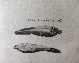 1812 Bimaculated Sucker and Jura Sucker Original Antique Engraving - Ichthyology - Fish Art - Fishing Cabin Decor - Available Framed