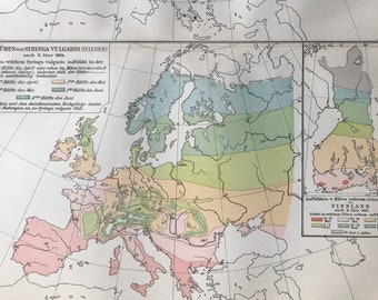 1896 Phenological Map of Europe Original Antique Map - Available Framed - Cartography - Vintage Map - Botany